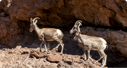 Burro Wash, Las Vegas
