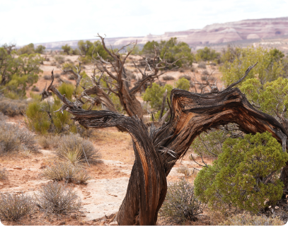 Moab trail bundle